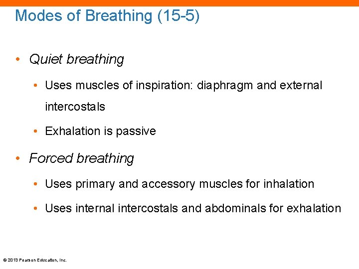Modes of Breathing (15 -5) • Quiet breathing • Uses muscles of inspiration: diaphragm
