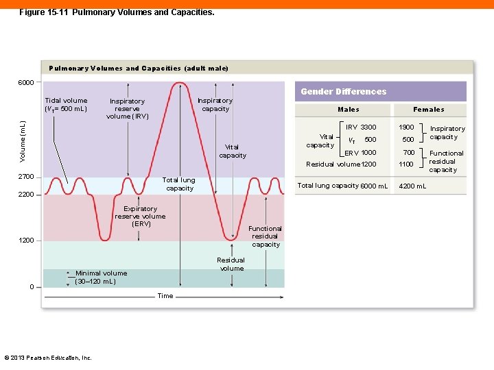 Figure 15 -11 Pulmonary Volumes and Capacities (adult male) 6000 Gender Differences Inspiratory capacity