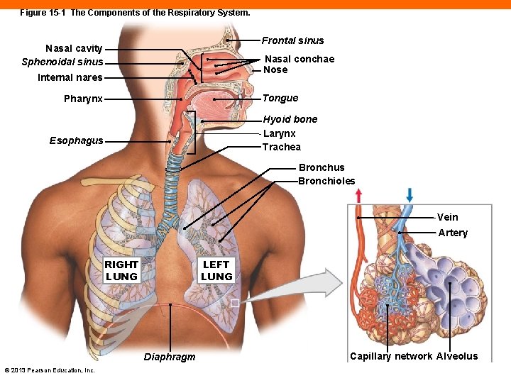 Figure 15 -1 The Components of the Respiratory System. Frontal sinus Nasal cavity Sphenoidal