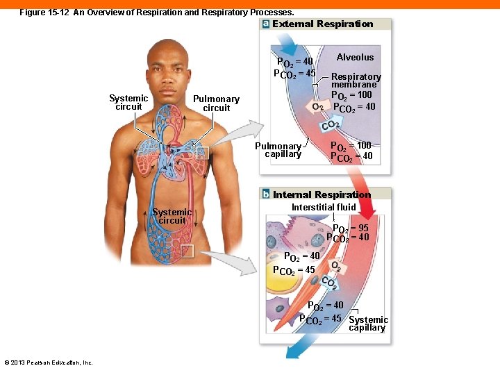 Figure 15 -12 An Overview of Respiration and Respiratory Processes. External Respiration PO 2