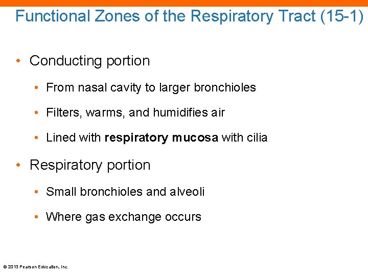 Functional Zones of the Respiratory Tract (15 -1) • Conducting portion • From nasal