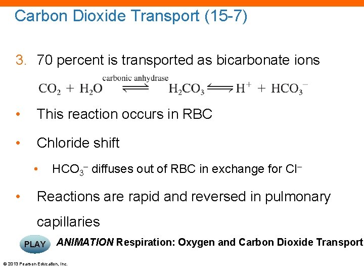 Carbon Dioxide Transport (15 -7) 3. 70 percent is transported as bicarbonate ions •