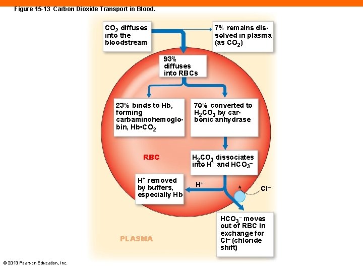 Figure 15 -13 Carbon Dioxide Transport in Blood. CO 2 diffuses into the bloodstream