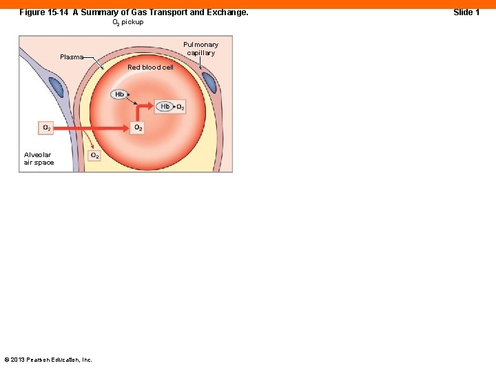 Figure 15 -14 A Summary of Gas Transport and Exchange. O 2 pickup Pulmonary