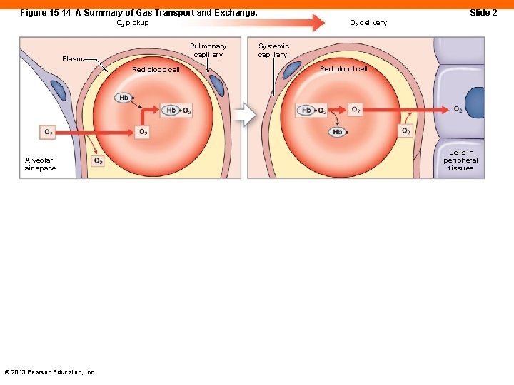 Figure 15 -14 A Summary of Gas Transport and Exchange. Slide 2 O 2