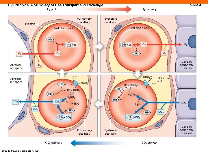 Figure 15 -14 A Summary of Gas Transport and Exchange. Slide 4 O 2