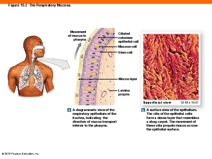 Figure 15 -2 The Respiratory Mucosa. Movement of mucus to pharynx Ciliated columnar epithelial