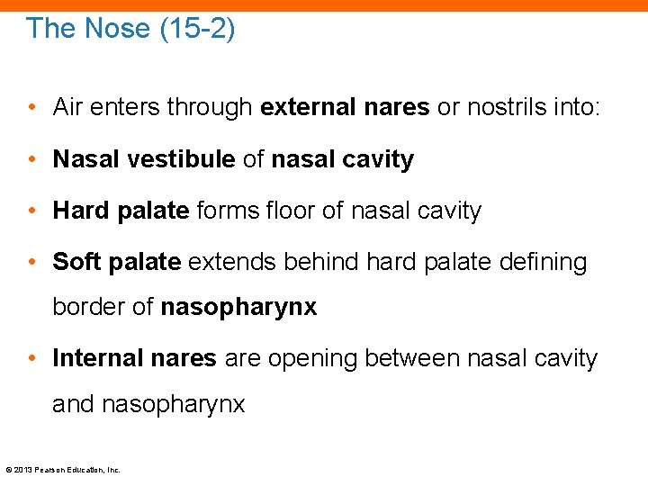 The Nose (15 -2) • Air enters through external nares or nostrils into: •