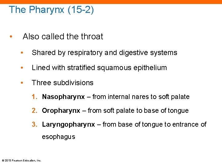 The Pharynx (15 -2) • Also called the throat • Shared by respiratory and