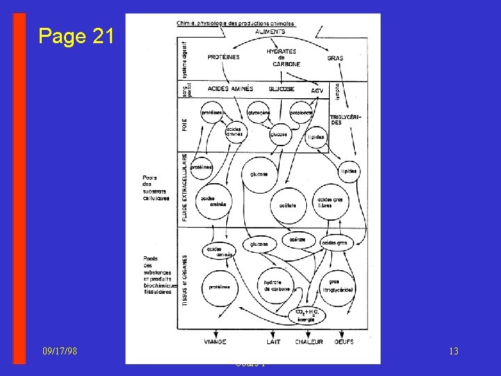 Page 21 09/17/98 PAA 1140 Biochimie vétérinaire : Cours 1 13 