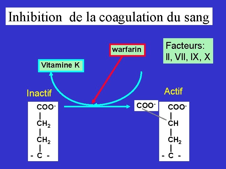 Inhibition de la coagulation du sang warfarin Vitamine K Actif Inactif COO| CH 2