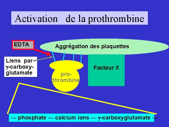 Activation de la prothrombine EDTA Liens par -carboxyglutamate Aggrégation des plaquettes Facteur X prothrombine