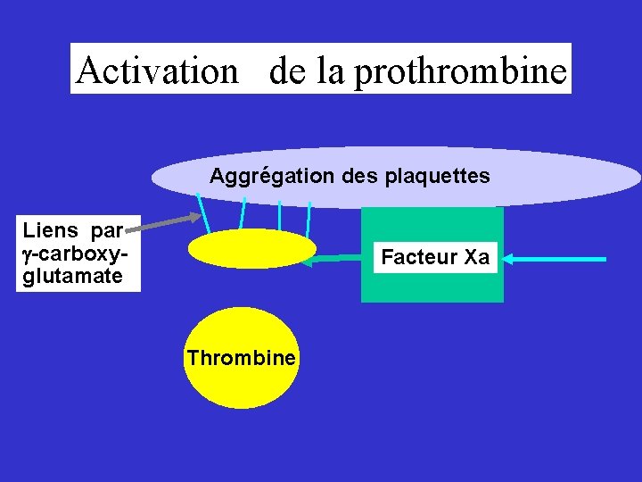 Activation de la prothrombine Aggrégation des plaquettes Liens par -carboxyglutamate Facteur Xa Thrombine 