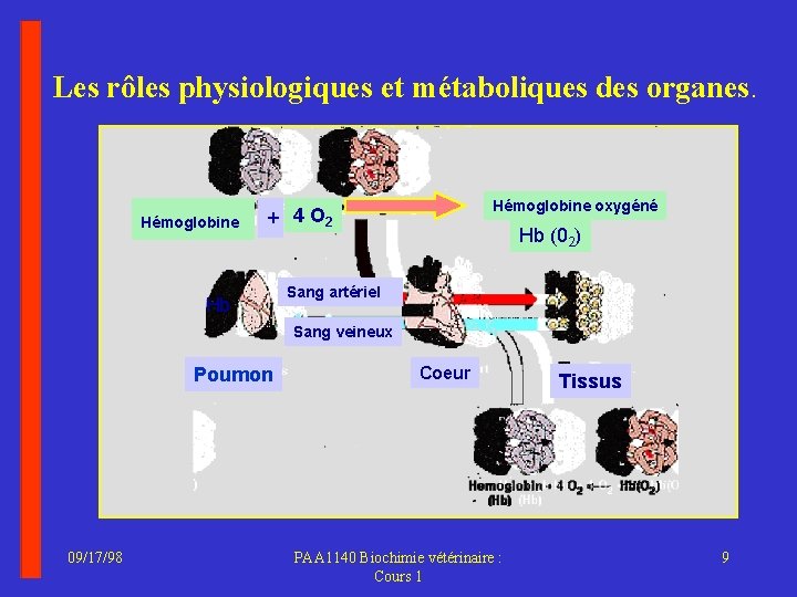 Les rôles physiologiques et métaboliques des organes. Hémoglobine + Hb Hémoglobine oxygéné 4 O