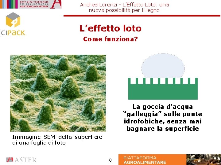 Andrea Lorenzi - L’Effetto Loto: una nuova possibilità per il legno L’effetto loto Come