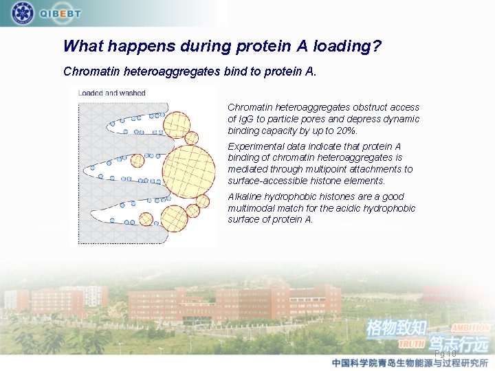 What happens during protein A loading? Chromatin heteroaggregates bind to protein A. Chromatin heteroaggregates