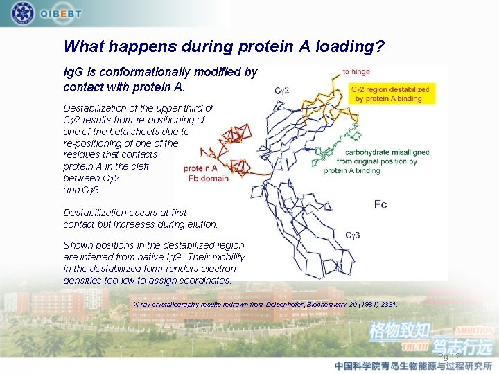 What happens during protein A loading? Ig. G is conformationally modified by contact with