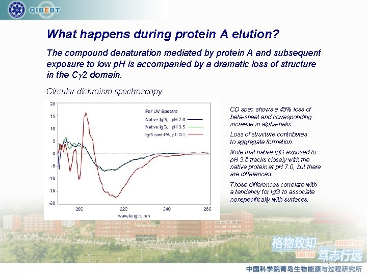 What happens during protein A elution? The compound denaturation mediated by protein A and