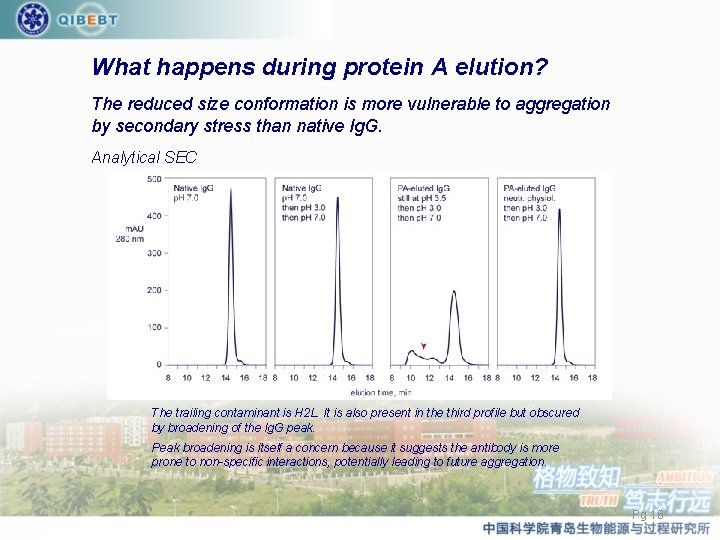 What happens during protein A elution? The reduced size conformation is more vulnerable to