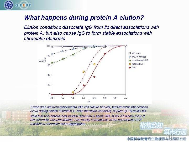 What happens during protein A elution? Elution conditions dissociate Ig. G from its direct