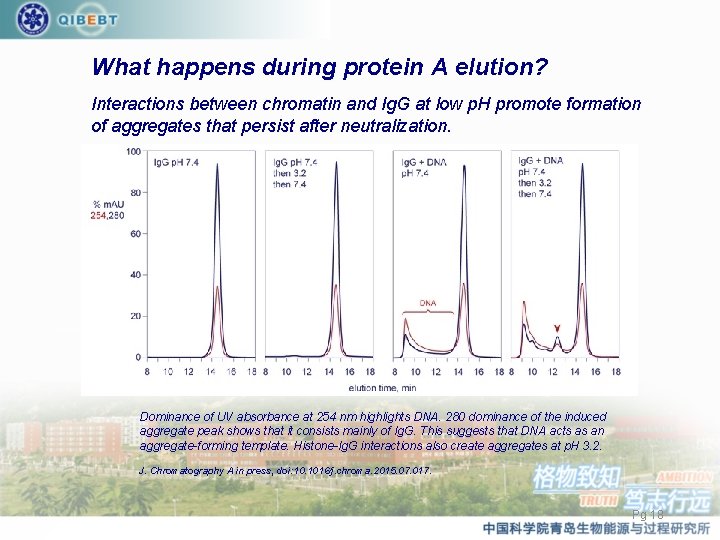 What happens during protein A elution? Interactions between chromatin and Ig. G at low