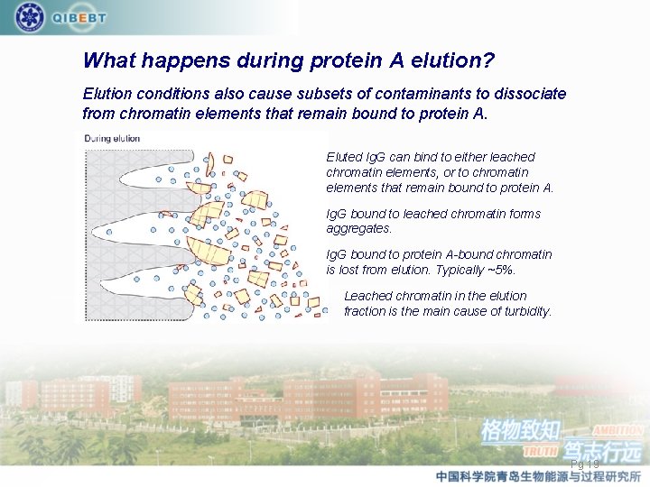 What happens during protein A elution? Elution conditions also cause subsets of contaminants to