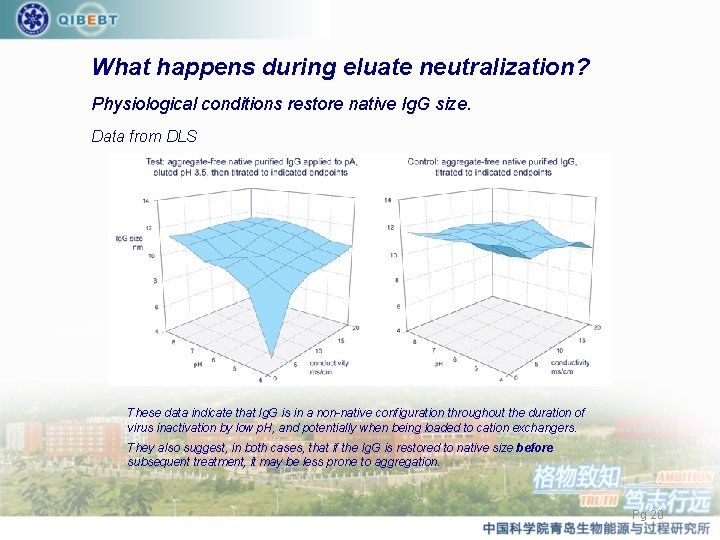 What happens during eluate neutralization? Physiological conditions restore native Ig. G size. Data from