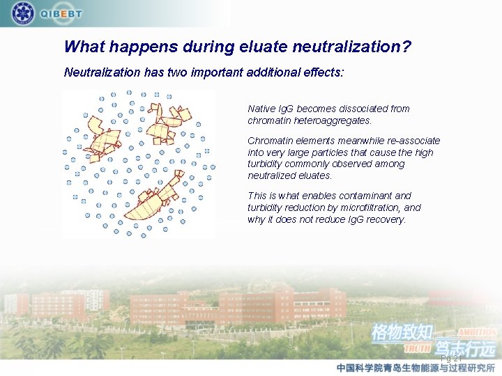 What happens during eluate neutralization? Neutralization has two important additional effects: Native Ig. G