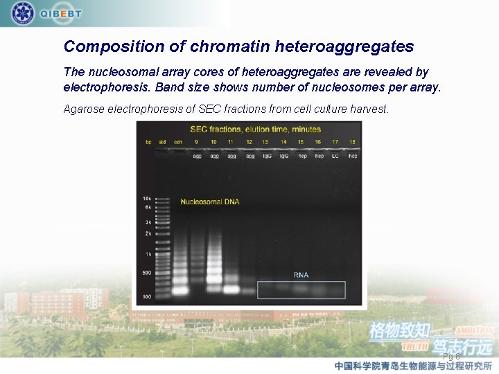 Composition of chromatin heteroaggregates The nucleosomal array cores of heteroaggregates are revealed by electrophoresis.