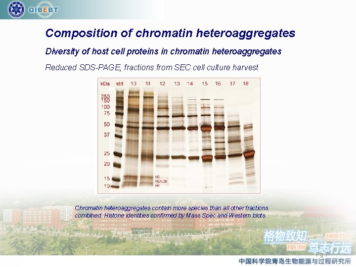 Composition of chromatin heteroaggregates Diversity of host cell proteins in chromatin heteroaggregates Reduced SDS-PAGE,