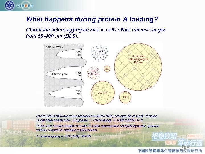 What happens during protein A loading? Chromatin heteroaggregate size in cell culture harvest ranges