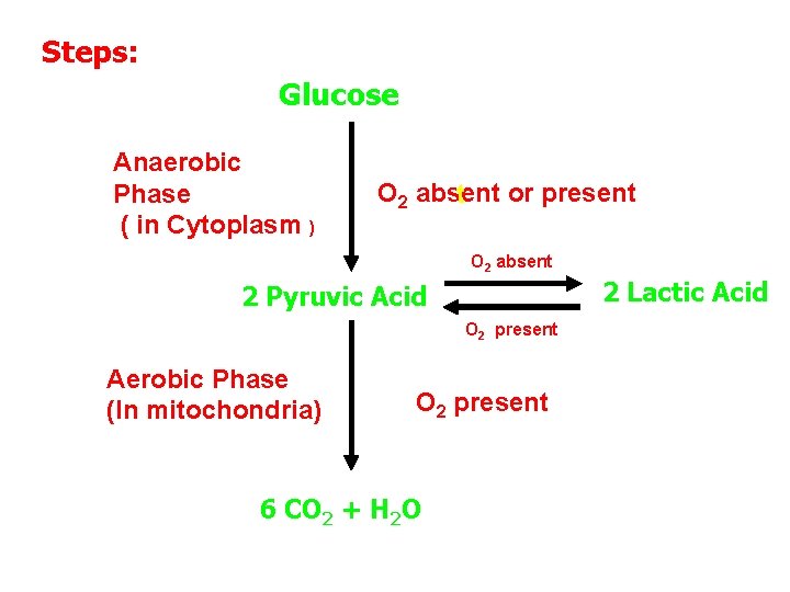 Steps: Glucose Anaerobic Phase ( in Cytoplasm ) O 2 absent or present t