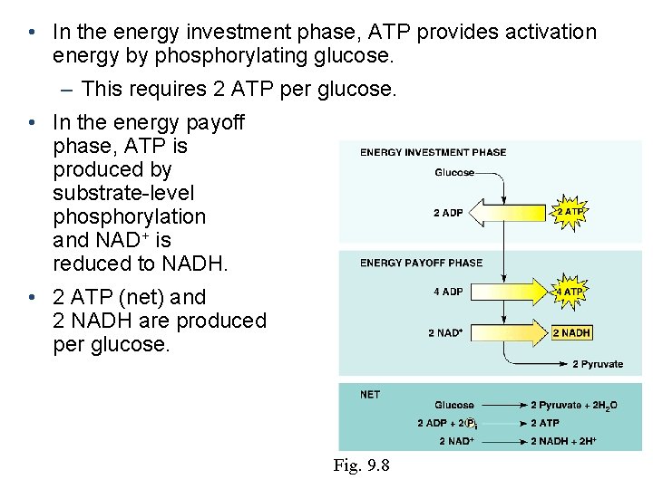  • In the energy investment phase, ATP provides activation energy by phosphorylating glucose.