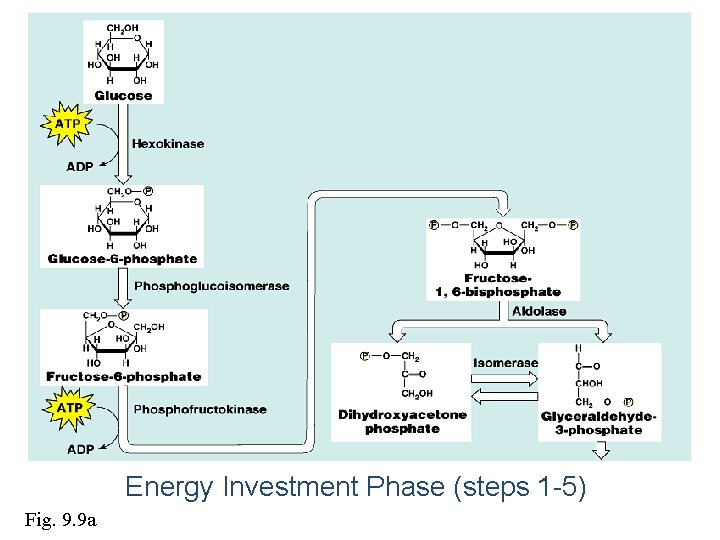 Energy Investment Phase (steps 1 -5) Fig. 9. 9 a 