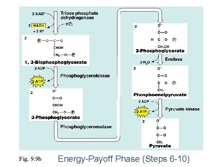 Fig. 9. 9 b Energy-Payoff Phase (Steps 6 -10) 
