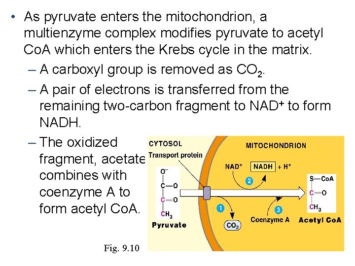  • As pyruvate enters the mitochondrion, a multienzyme complex modifies pyruvate to acetyl