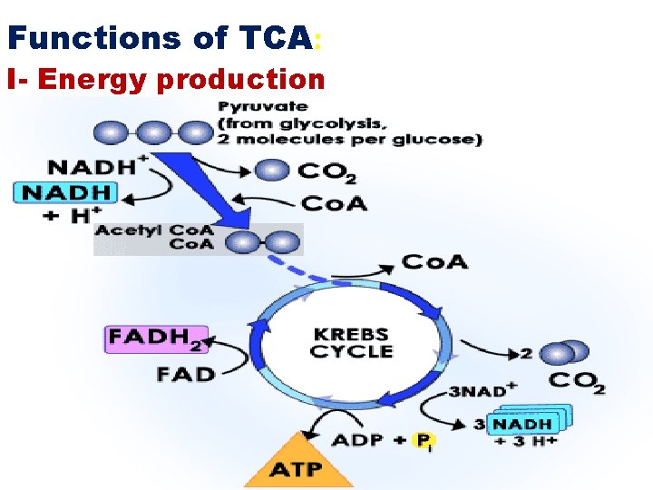 Functions of TCA: I- Energy production 
