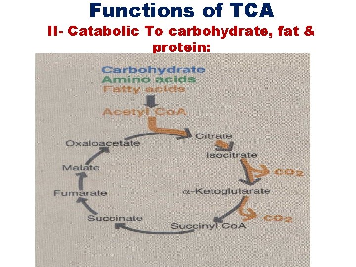 Functions of TCA II- Catabolic To carbohydrate, fat & protein: 