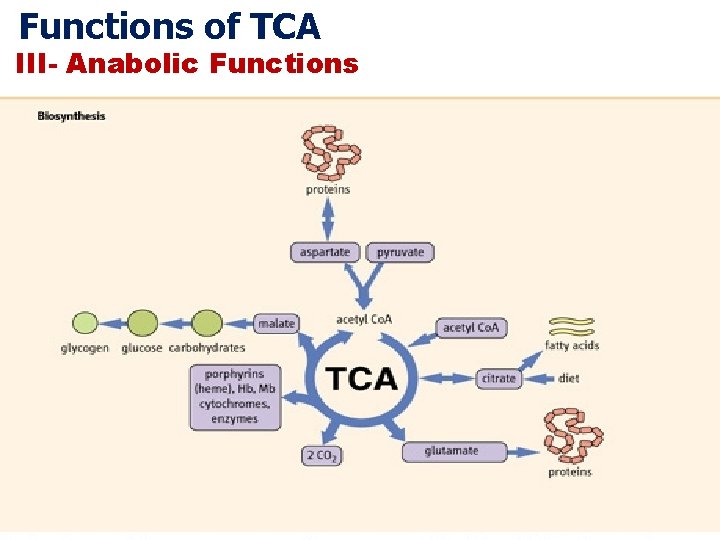 Functions of TCA III- Anabolic Functions 