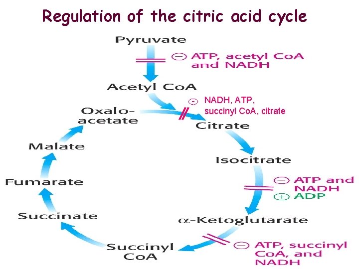 Regulation of the citric acid cycle - NADH, ATP, succinyl Co. A, citrate 