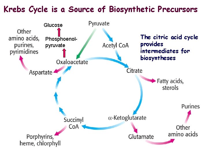 Krebs Cycle is a Source of Biosynthetic Precursors Glucose Phosphoenolpyruvate The citric acid cycle