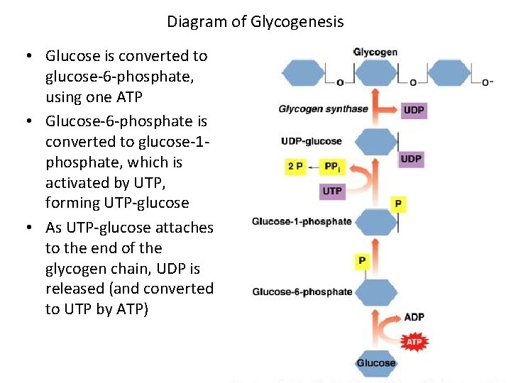 Diagram of Glycogenesis • Glucose is converted to glucose-6 -phosphate, using one ATP •