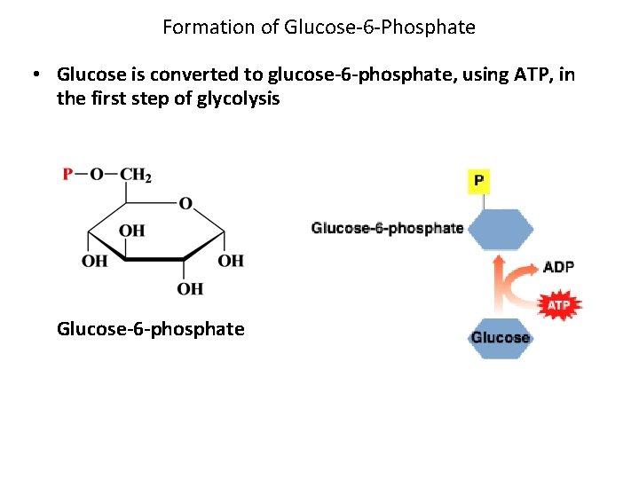 Formation of Glucose-6 -Phosphate • Glucose is converted to glucose-6 -phosphate, using ATP, in