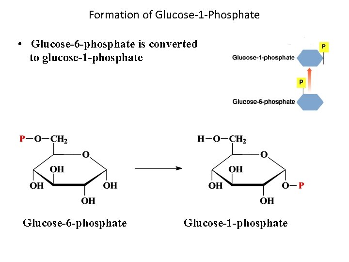 Formation of Glucose-1 -Phosphate • Glucose-6 -phosphate is converted to glucose-1 -phosphate Glucose-6 -phosphate