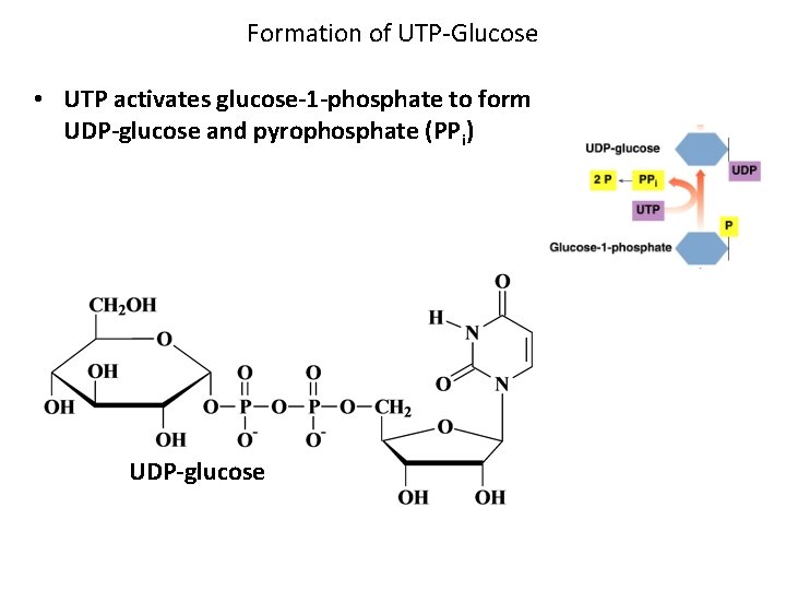 Formation of UTP-Glucose • UTP activates glucose-1 -phosphate to form UDP-glucose and pyrophosphate (PPi)