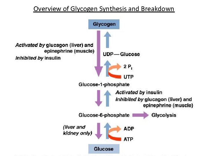 Overview of Glycogen Synthesis and Breakdown 