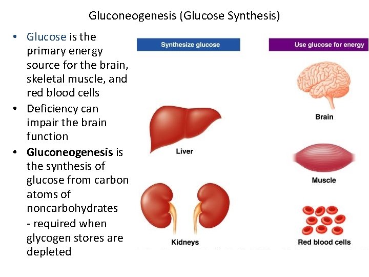 Gluconeogenesis (Glucose Synthesis) • Glucose is the primary energy source for the brain, skeletal