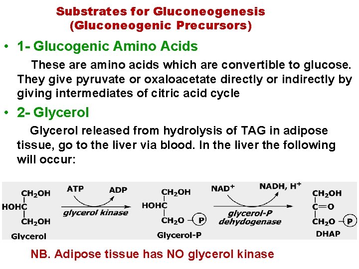 Substrates for Gluconeogenesis (Gluconeogenic Precursors) • 1 Glucogenic Amino Acids These are amino acids