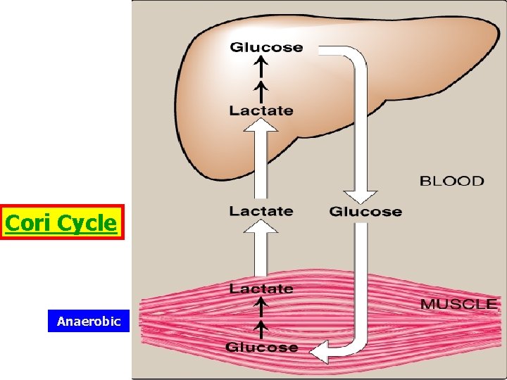 Cori Cycle Anaerobic 