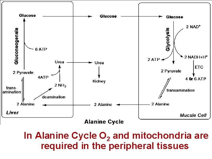In Alanine Cycle O 2 and mitochondria are required in the peripheral tissues 